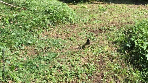 危ない！そこの僕！芝刈り機に巻き込まれるぞ！