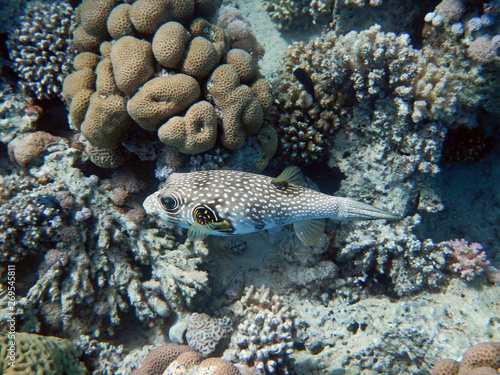 Kugelfisch an einem Korallenriff © E-Delict