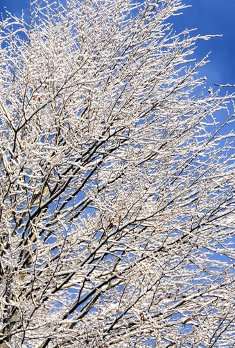 snow-covered tree branches