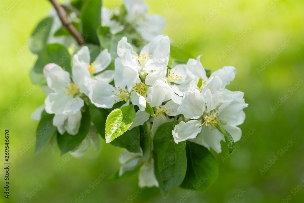 Flowering branch apple background green grass. White flowers apple petals, garden fruit trees are blooming Flowering branch apple background green grass. White flowers apple petals, garden fruit trees are blooming
