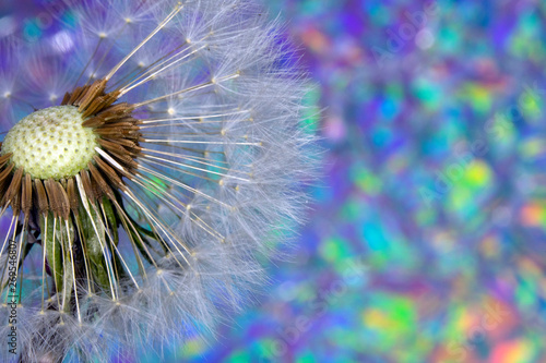 Dandelion Seed Head Blowball Close Up on Rainbow Abstract Background 