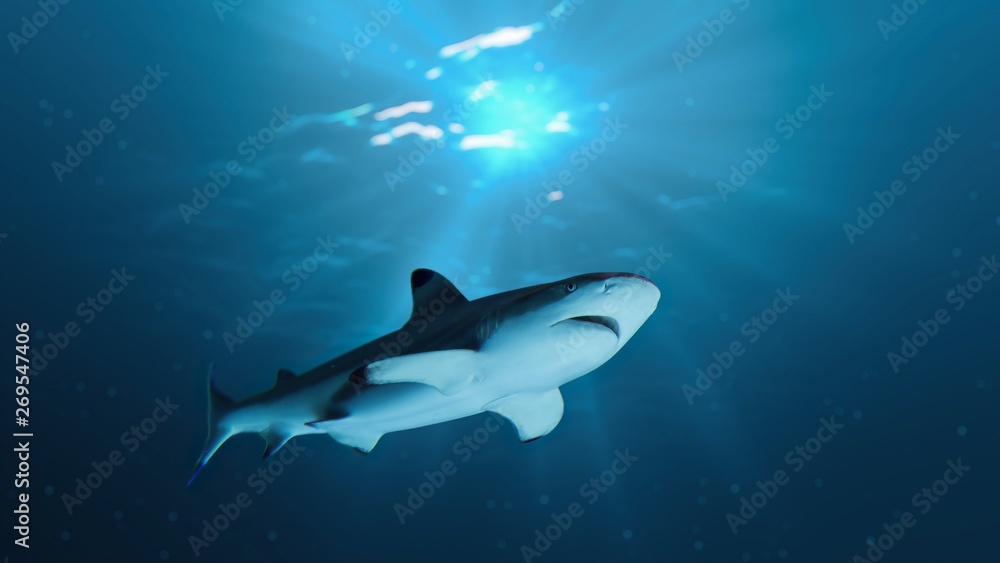 Fototapeta premium Shark is swimming underwater in ocean.