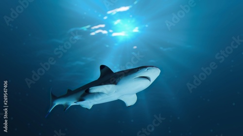 Shark is swimming underwater in ocean. © vchalup