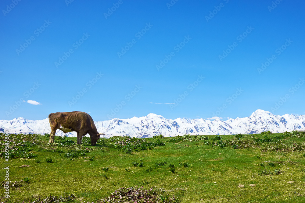 cow grazing on a green meadow against the white mountains