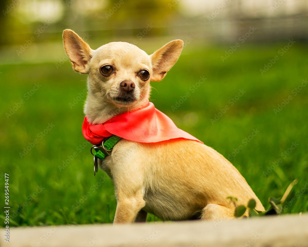 perro chihuahua