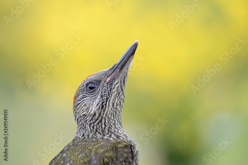 Wonderful closeup of European green woodpecker (Picus virdis) photo