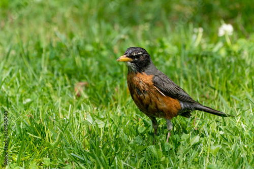 Wet American Robin Profile in the Grass
