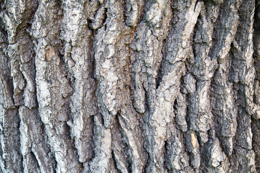 The texture of oak bark. Texture backgrounds for Wallpaper graphics design Wallpapers Abstract illustration of a tree structure