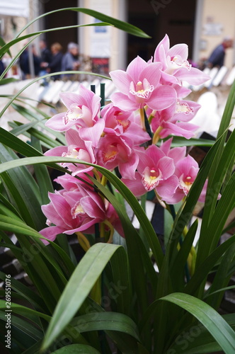 Pink cymbidium flowers