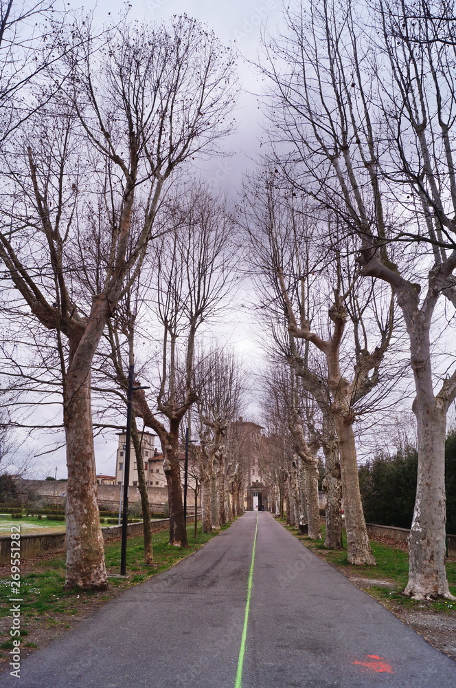 Obraz premium Entrance Avenue to Villa Ambrogiana, Montelupo Fiorentino, Tuscany, Italy