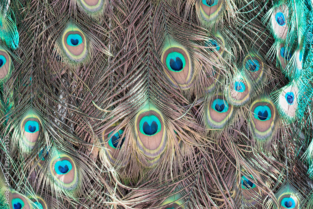 Obraz premium Abstract background of peacock feathers coral and turquoise.