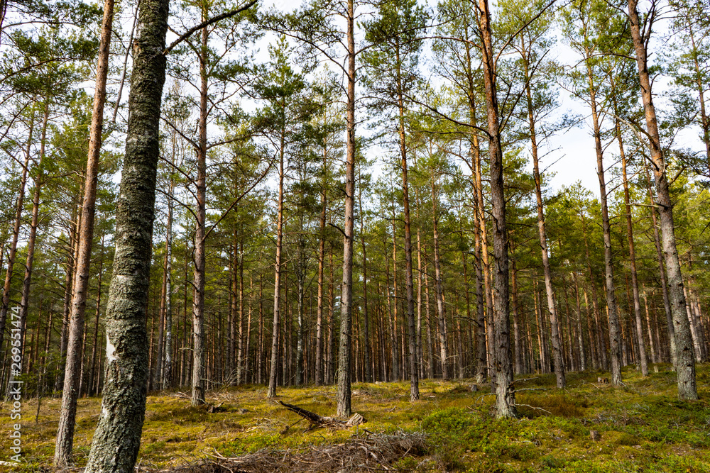 Fototapeta premium path in the forest.scandinavia sweden