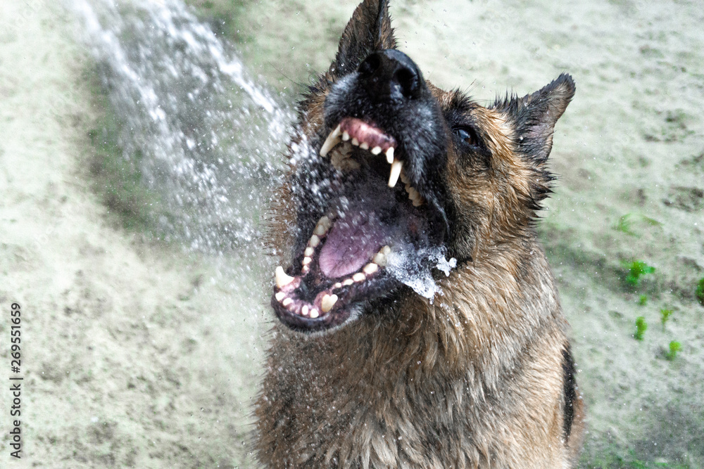 the dog is playing with water from a hose the dog is playing with water from a hose