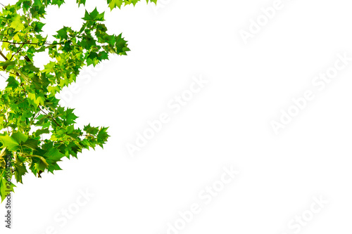Leaves on white background cut out