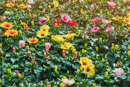 Beautiful of colorful hibiscus flowers in public garden at Ho Chi Minh City  Vietnam.