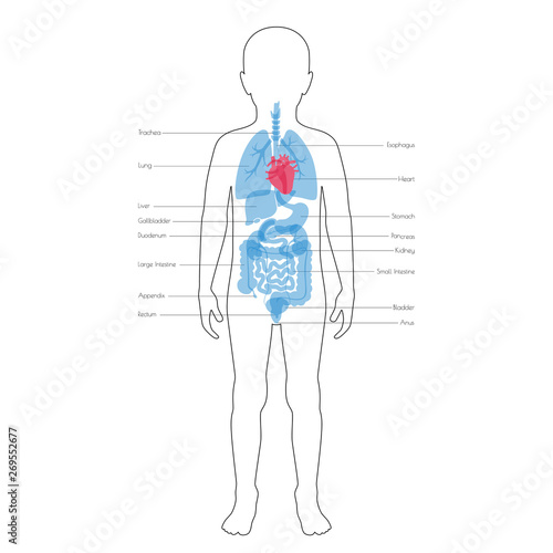 Human internal organs vector