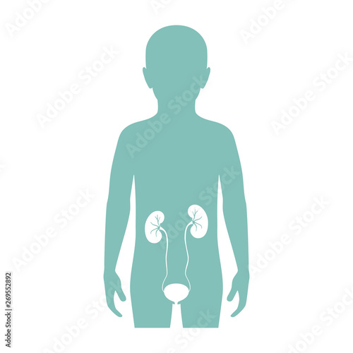 Vector isolated illustration of kidney 