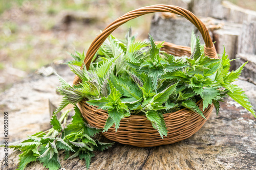 Tableau sur toile Common nettle harvest
