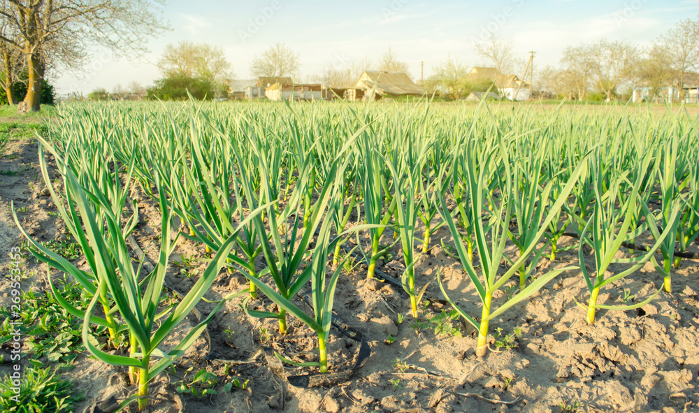 Rows of young leek grow in the field in a sunny day. Farm. Growing organic vegetables. Agriculture. Onion. Selective focus Rows of young leek grow in the field in a sunny day. Farm. Growing organic vegetables. Agriculture. Onion. Selective focus