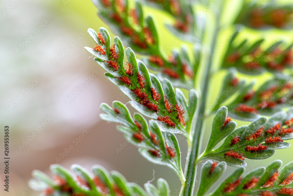 Fern and Sporangium,Fern pattern Fern and Sporangium,Fern pattern