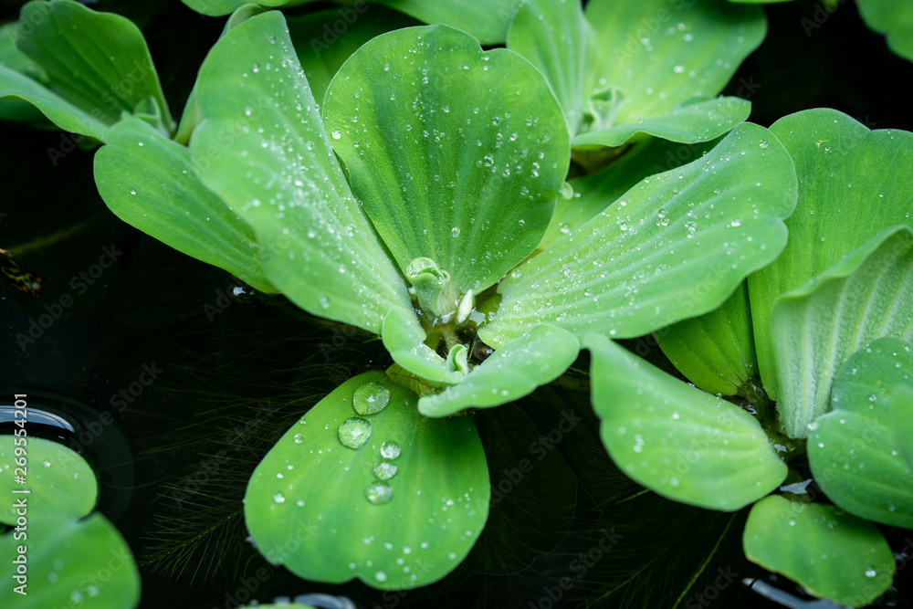 custom made wallpaper toronto digitalWater drop on water lettuce ( pistia stratiotes linnaeus ) in the pool