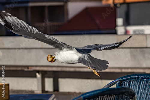 seagull stealing food