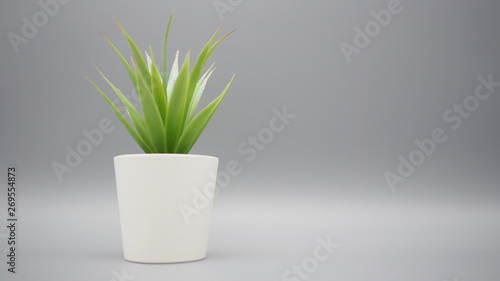  Artificial plants or plastic or fake tree on black background.