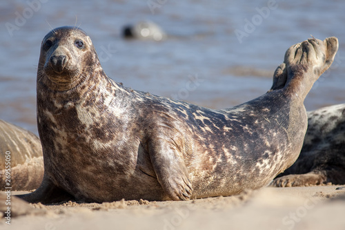 Adult grey seal (Halichoerus grypus), Marine mammal wildlife portrait image.