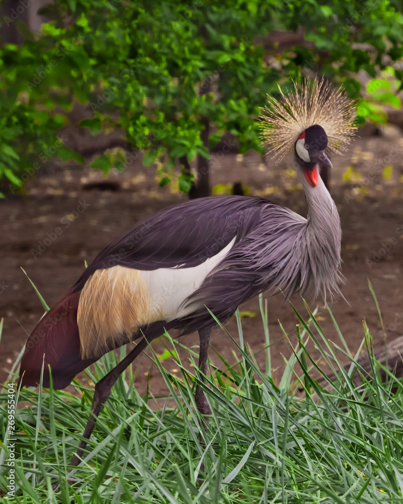 Fototapeta premium Beautiful bird - Crowned Crane on a background of green grass