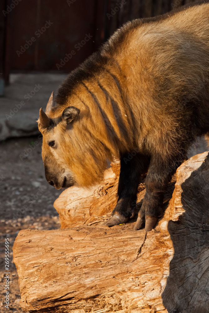 Fototapeta premium sunlit horned hairy bull. female of rare animal Sichuan takin ( Chinese bull)