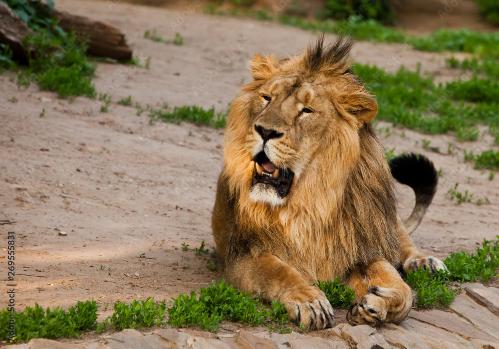 A handsome male lion with a gorgeous mane close-up against the backdrop of greenery, a powerful animal the lion king. A handsome male lion with a gorgeous mane close-up against the backdrop of greenery, a powerful animal the lion king.