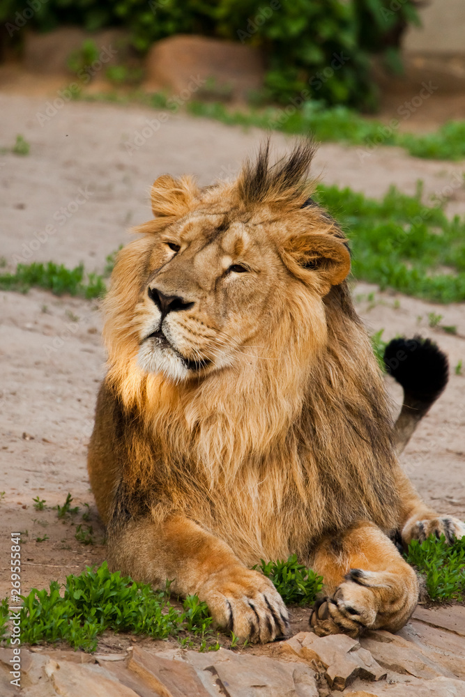 A handsome male lion with a gorgeous mane close-up against the backdrop of greenery, a powerful animal the lion king.