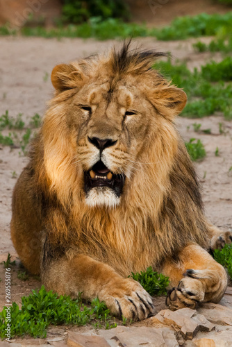 A handsome male lion with a gorgeous mane close-up against the backdrop of greenery  a powerful animal the lion king.