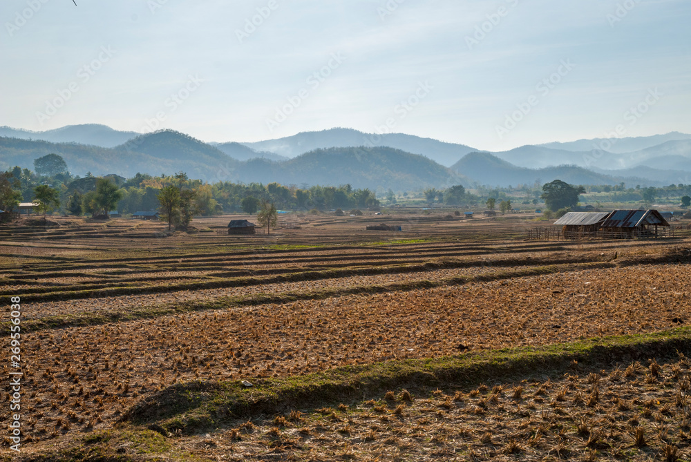 Rice fields during dry season, Pai, Thailand