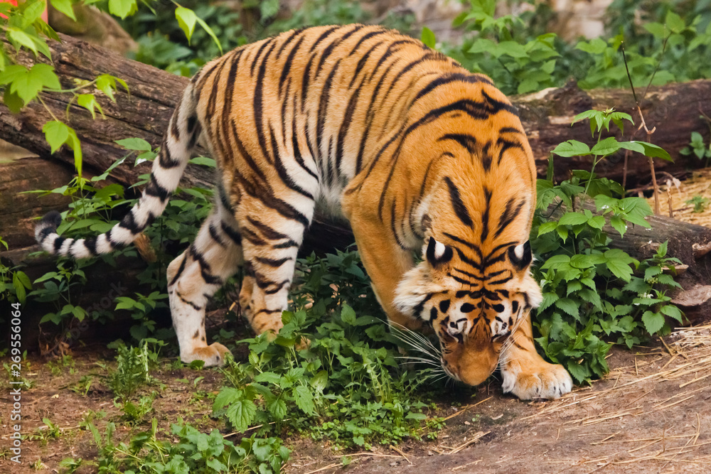 Beautiful powerful big tiger cat on the background of summer green grass and stones. The tiger plays sniffs the ground in hunting, stalking Beautiful powerful big tiger cat on the background of summer green grass and stones. The tiger plays sniffs the ground in hunting, stalking
