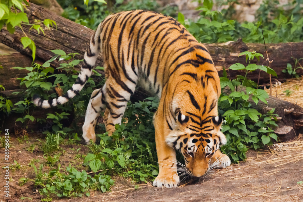 Obraz premium Beautiful powerful big tiger cat on the background of summer green grass and stones. The tiger plays sniffs the ground in hunting, stalking