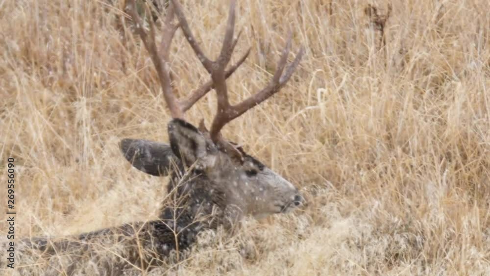 Slow motion mule deer bucks bedded down during the winter blizzard Slow motion mule deer bucks bedded down during the winter blizzard