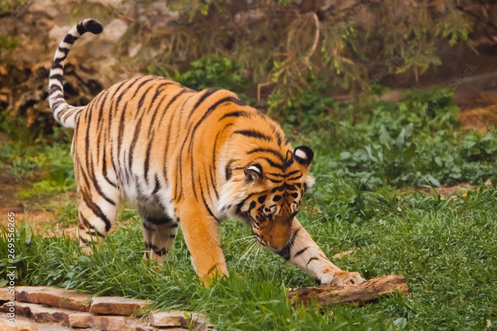 the tiger is playing fun in the green grass. Beautiful powerful big tiger cat on the background of summer green grass and stones. the tiger is playing fun in the green grass. Beautiful powerful big tiger cat on the background of summer green grass and stones.