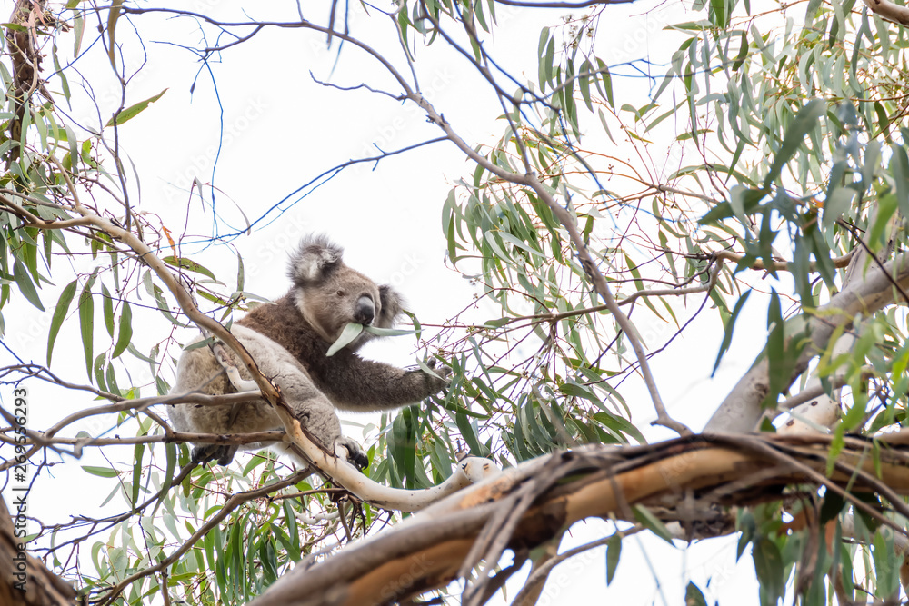 Fototapeta premium Beautiful koala in wild life eats eucalyptus leaves clinging to a branch, Kangaroo Island, Southern Australia