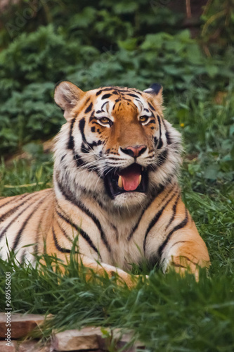 the tiger imposingly lies on emerald grass and rests  Beautiful powerful big tiger cat on the background of summer green grass and stones.