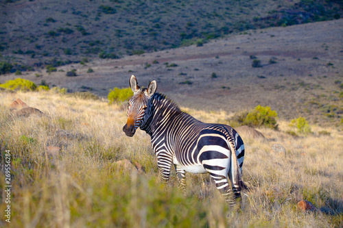 Cape Mountain Zebra National Park  South Africa
