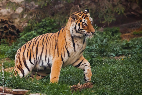 tiger jumps and plays  vigorous tiger. Beautiful powerful big tiger cat on the background of summer green grass and stones.