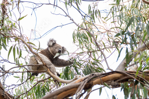 Beautiful koala in wild life eats eucalyptus leaves clinging to a branch, Kangaroo Island, Southern Australia photo