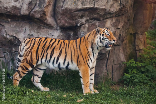 A proud  sleek tiger stands beautifully against a stone cliff. Beautiful powerful big tiger cat on the background of summer green grass and stones.