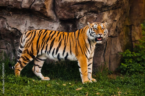 A proud  sleek tiger stands beautifully against a stone cliff. Beautiful powerful big tiger cat on the background of summer green grass and stones.