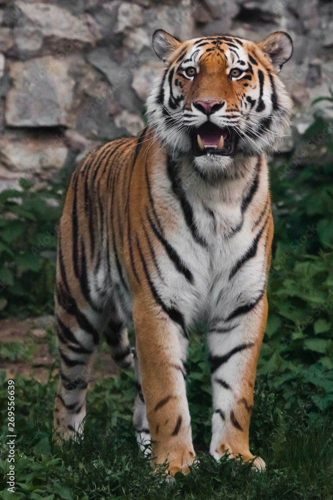 Tiger full face, roar. Beautiful powerful big tiger cat on the background of summer green grass and stones. Tiger full face, roar. Beautiful powerful big tiger cat on the background of summer green grass and stones.