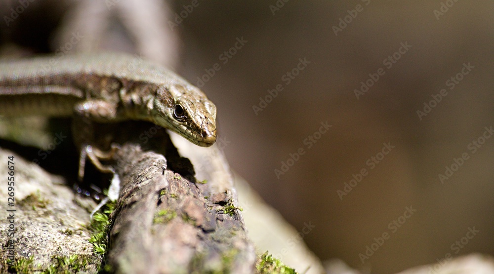 Naklejka premium Lézard sauvage reptile