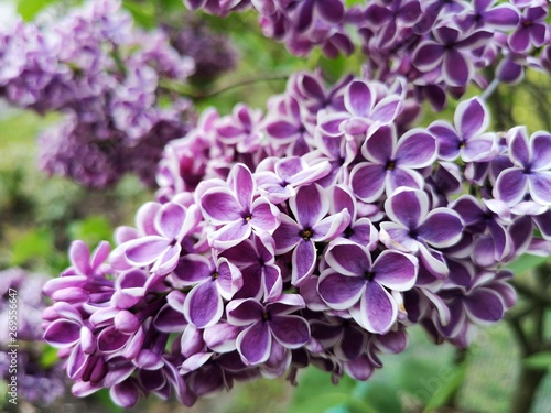 Violet white Lilac
