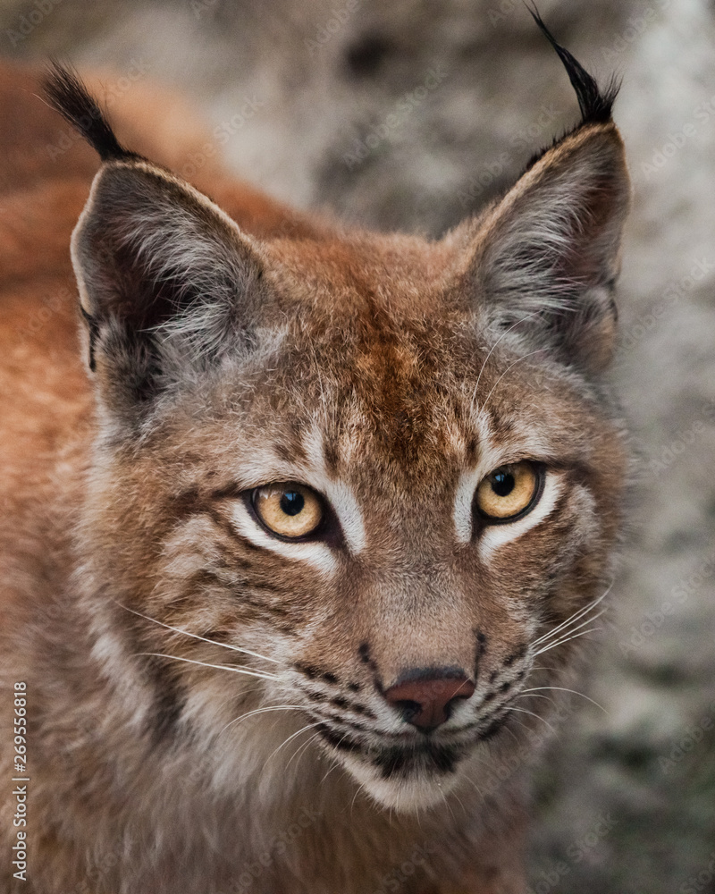 beautiful big cat lynx close up. big expressive cat eyes, look of a predatory cat. beautiful big cat lynx close up. big expressive cat eyes, look of a predatory cat.
