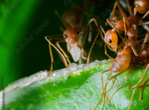 red ant on a leaf © Poohbest